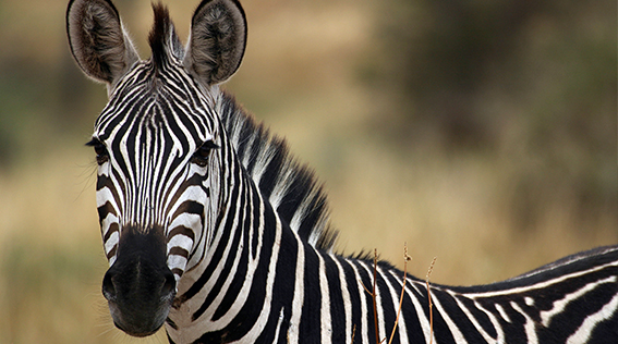 Hacker Zebras in Hospital Hallways